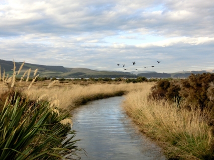 catlins (13)